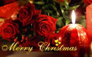 Christmas roses